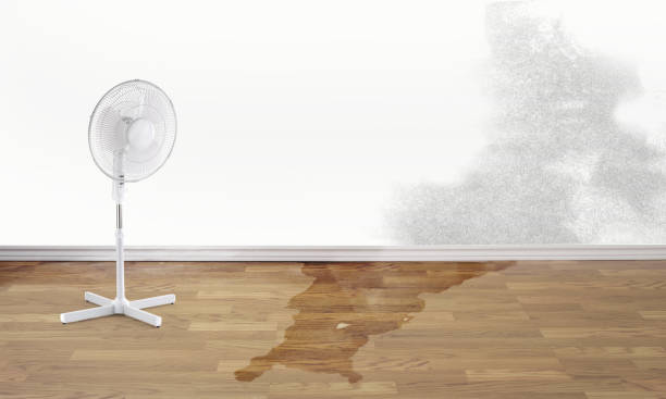 Best Water damage restoration near me  in Campbellsburg, KY
