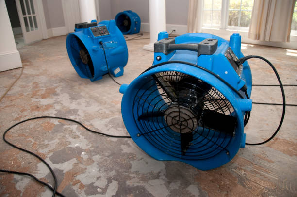 Best Professional water damage repair  in Campbellsburg, KY